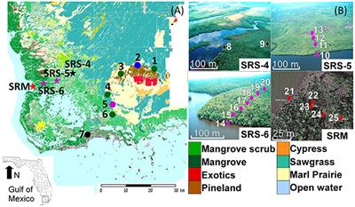 Changes in Modern Pollen Assemblages and Soil Geochemistry along Coastal Environmental Gradients in the Everglades of South Florida